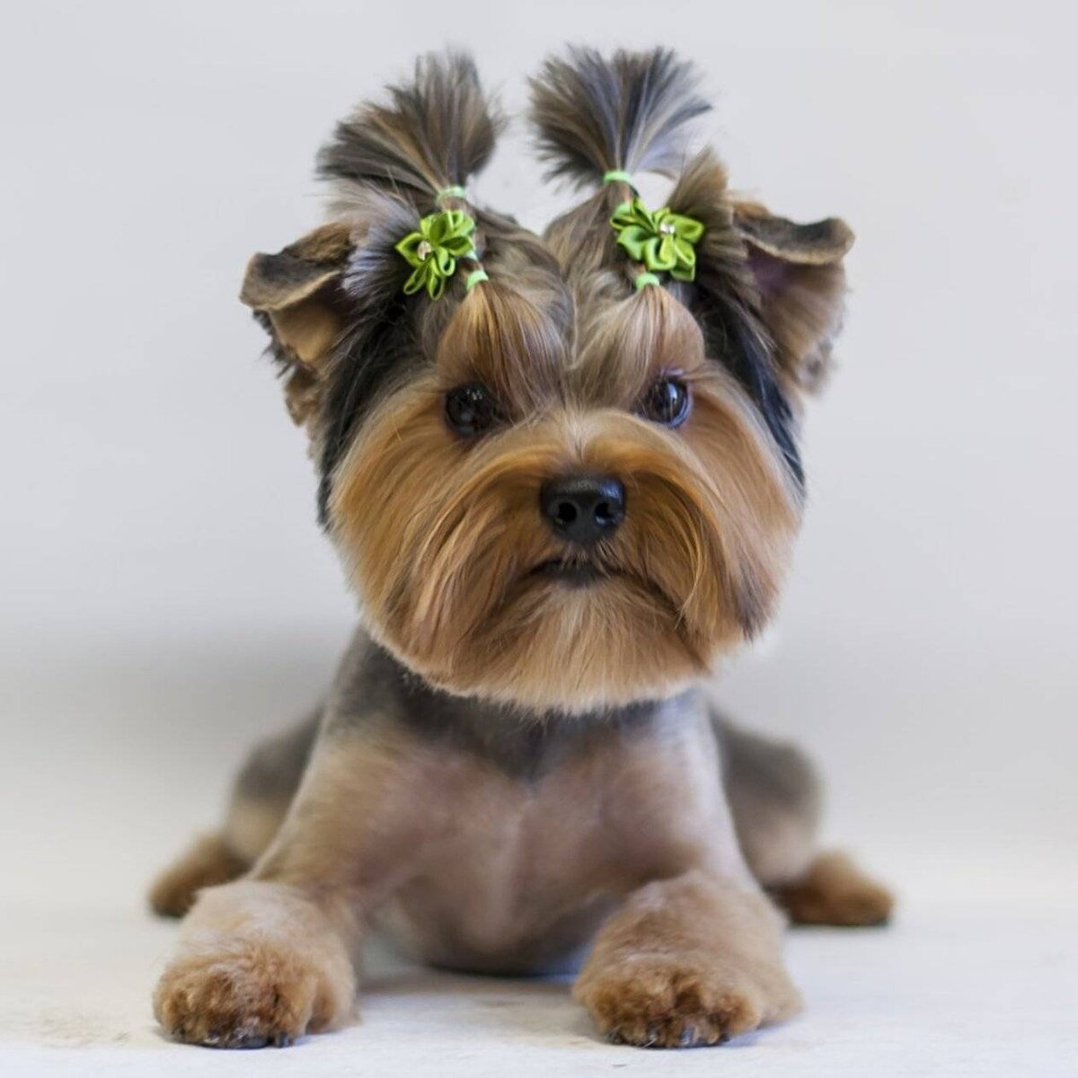 Яндекс картинки, фото с сайта cat4you.ru