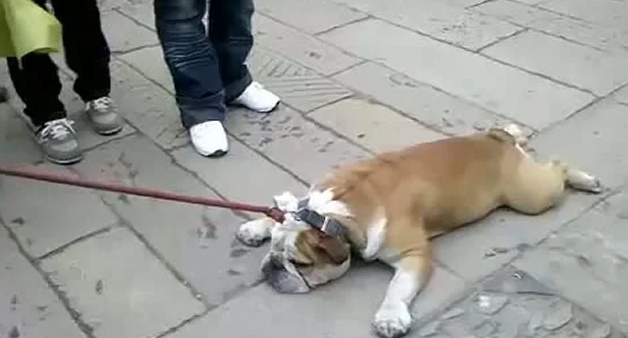 Бульдог на тротуаре, иллюстративное фото