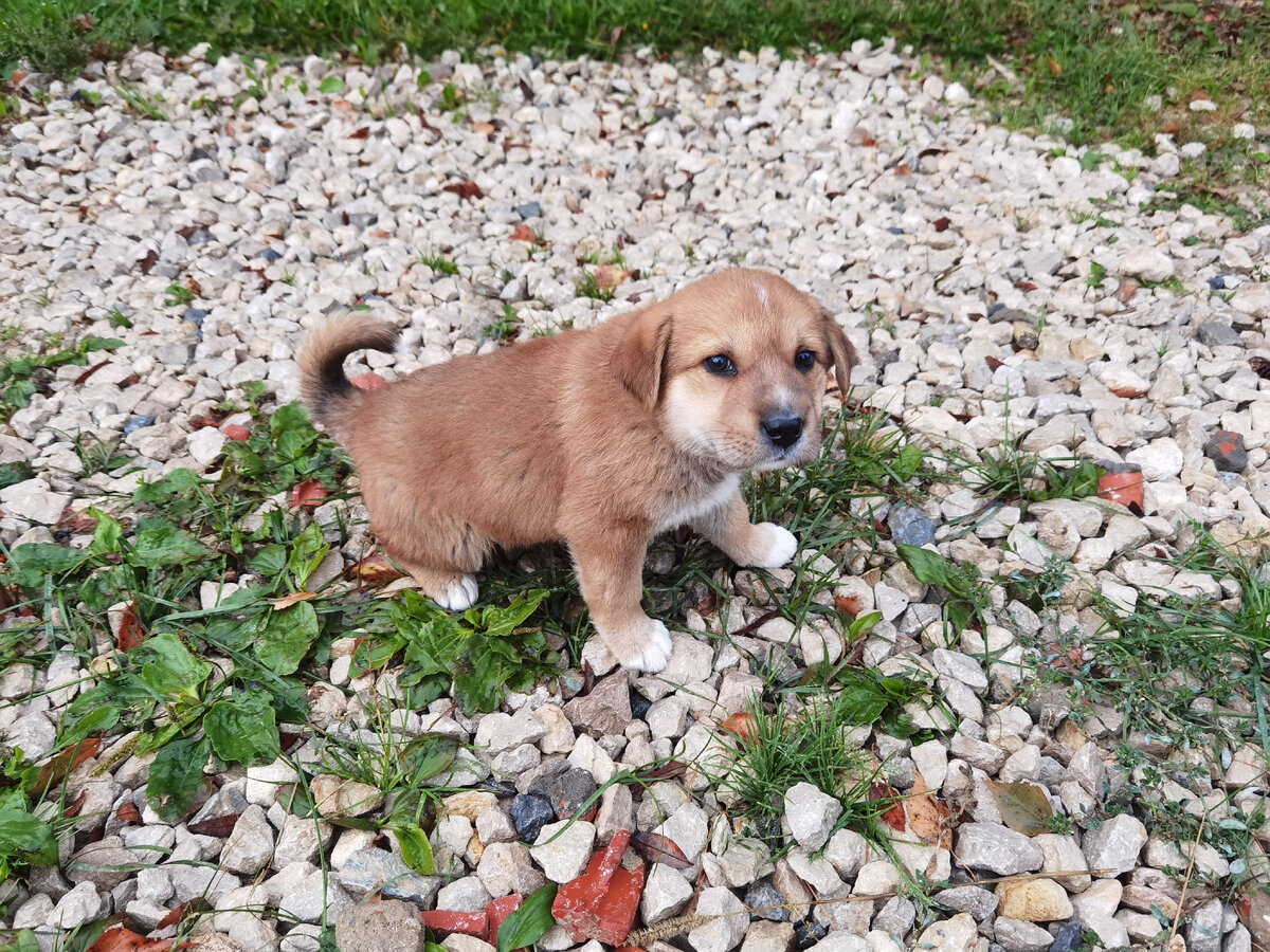 Хорошо что там еще тогда было не интенсивное движение транспорта успели спасти!