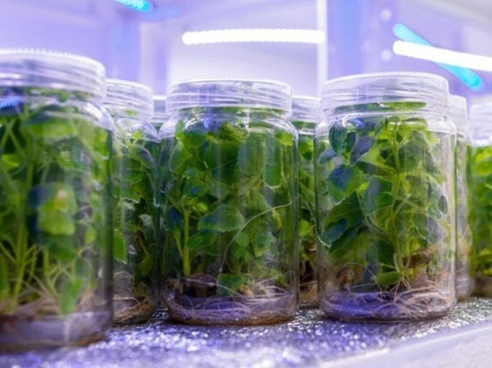     фото пресс-службы НОЦ