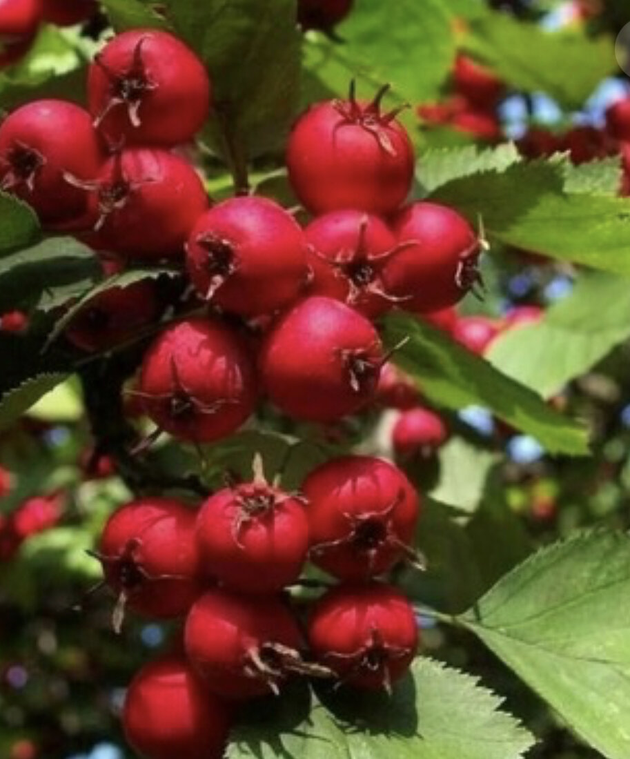 Боярышник сколько. Боярышник Сибирский Crataegus sanguinea. Боярышник кроваво-красный Crataegus sanguinea. Боярышник Сибирский куст. Боярышник Сибирский кроваво-красный.