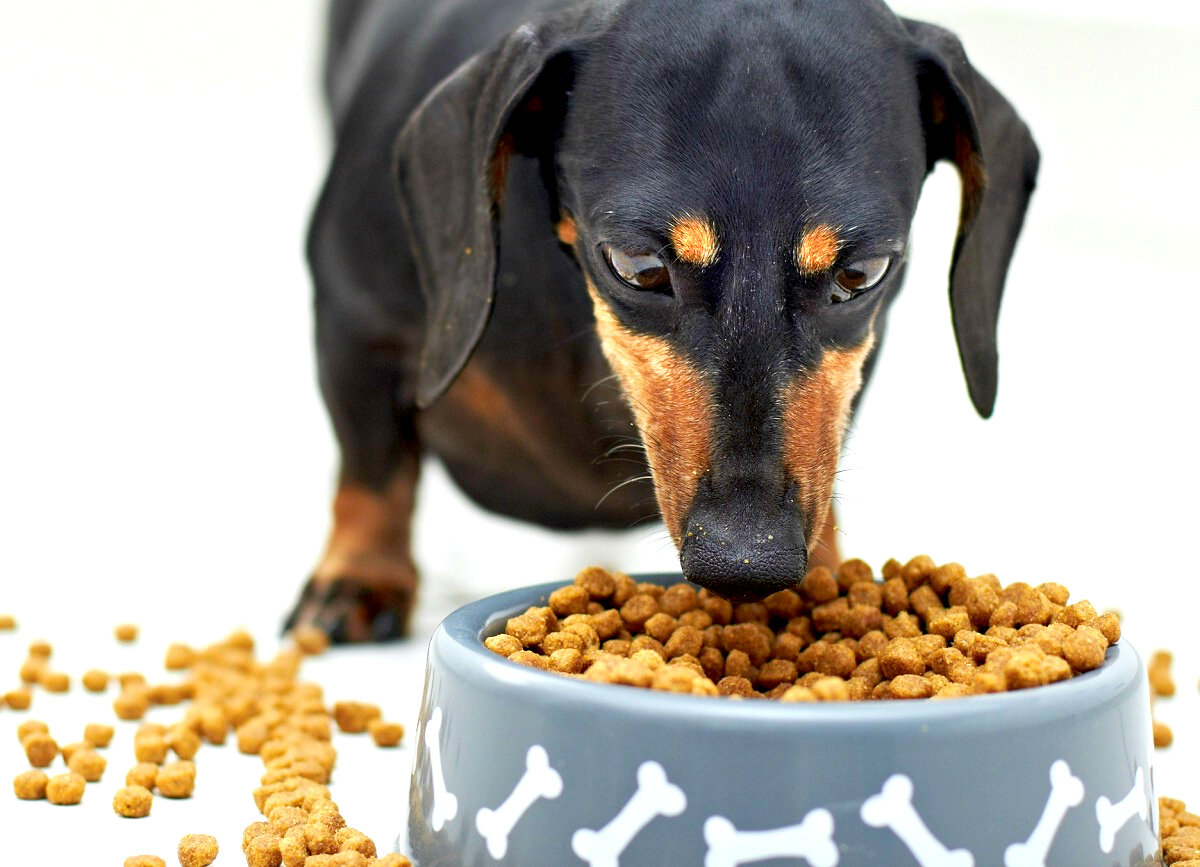 Если кормите сухим кормом, вода должна быть в свободном доступе!