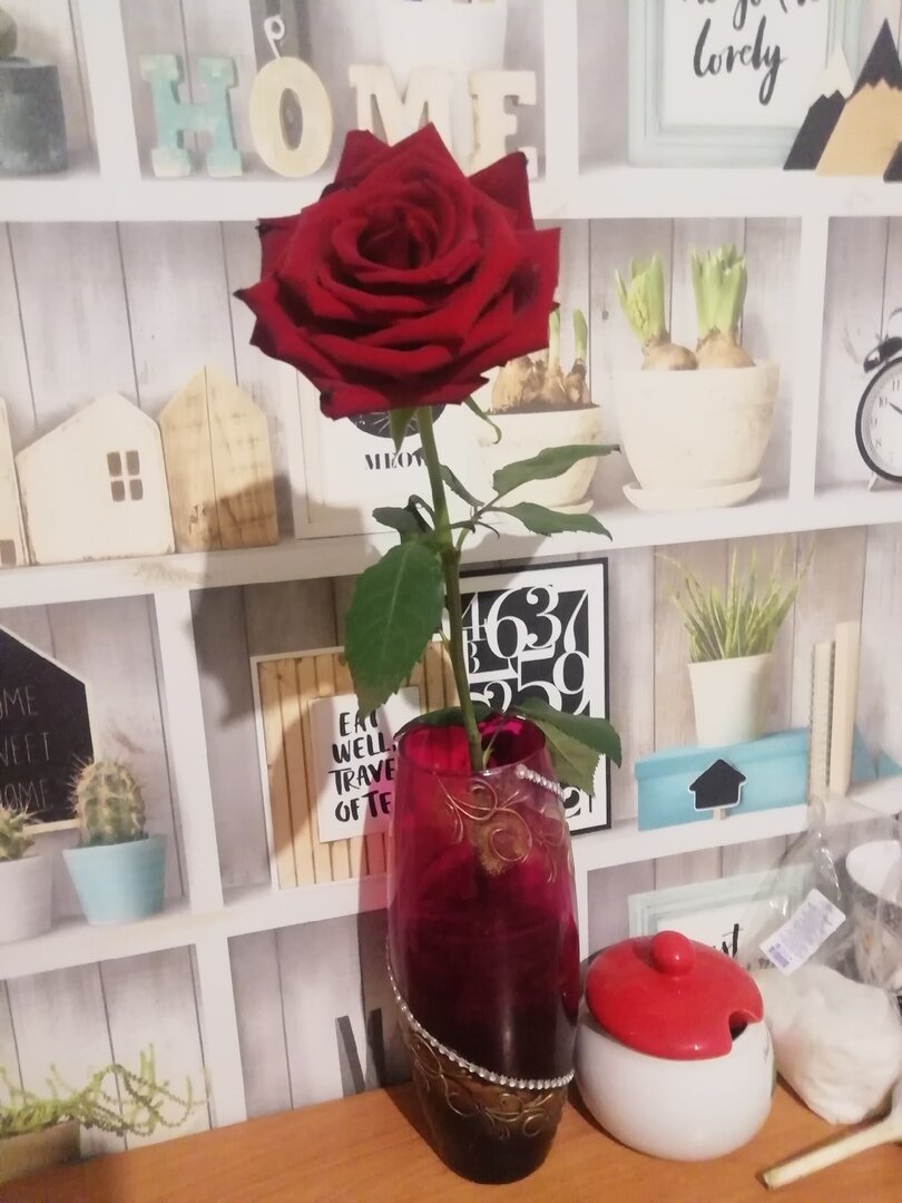 Этой розе 2 недели