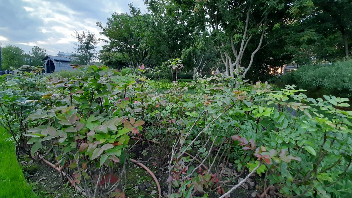 Фрагмент озеленения садовой аллеи