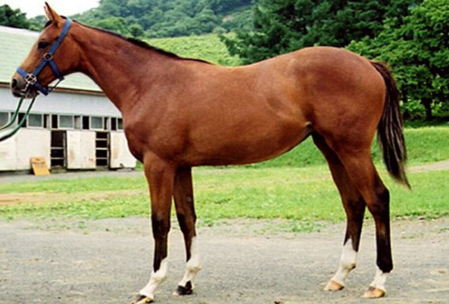 Кубинский иноходец. 