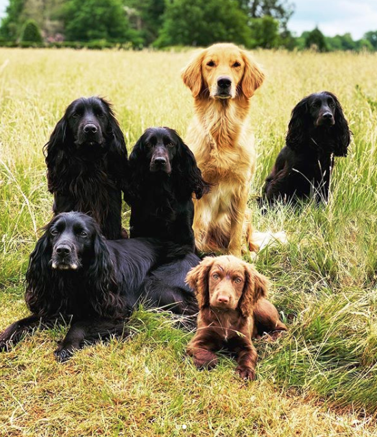 Все собаки Джеймса Миддлтона