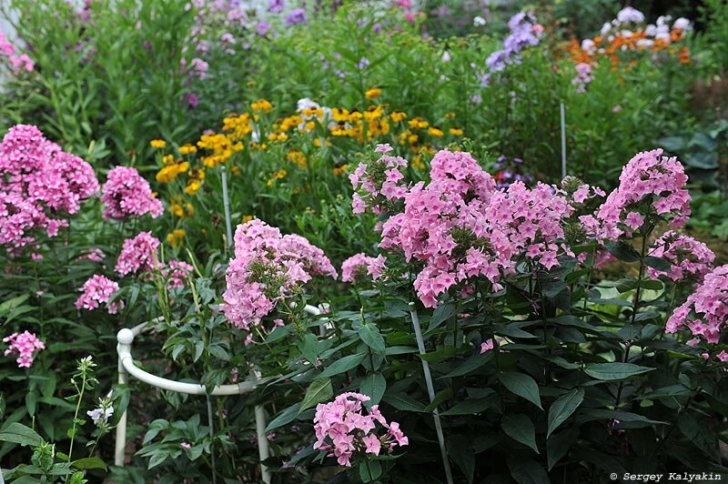 Весенняя подкормка флоксов. Весенняя подкормка флоксов. Весенняя подкормка флоксов. Отцветшие флоксы. Весенняя подкормка флоксов.