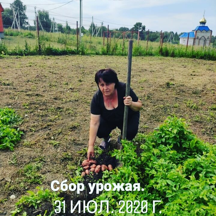 Собираем урожай на даче у сватов.