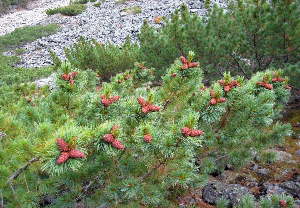 Кедровый стланик (Pinus pumila)