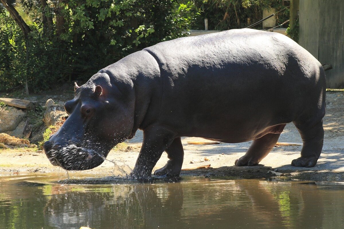 https://cdn.pixabay.com/photo/2016/02/01/05/21/hippopotamus-1172611_1280.jpg