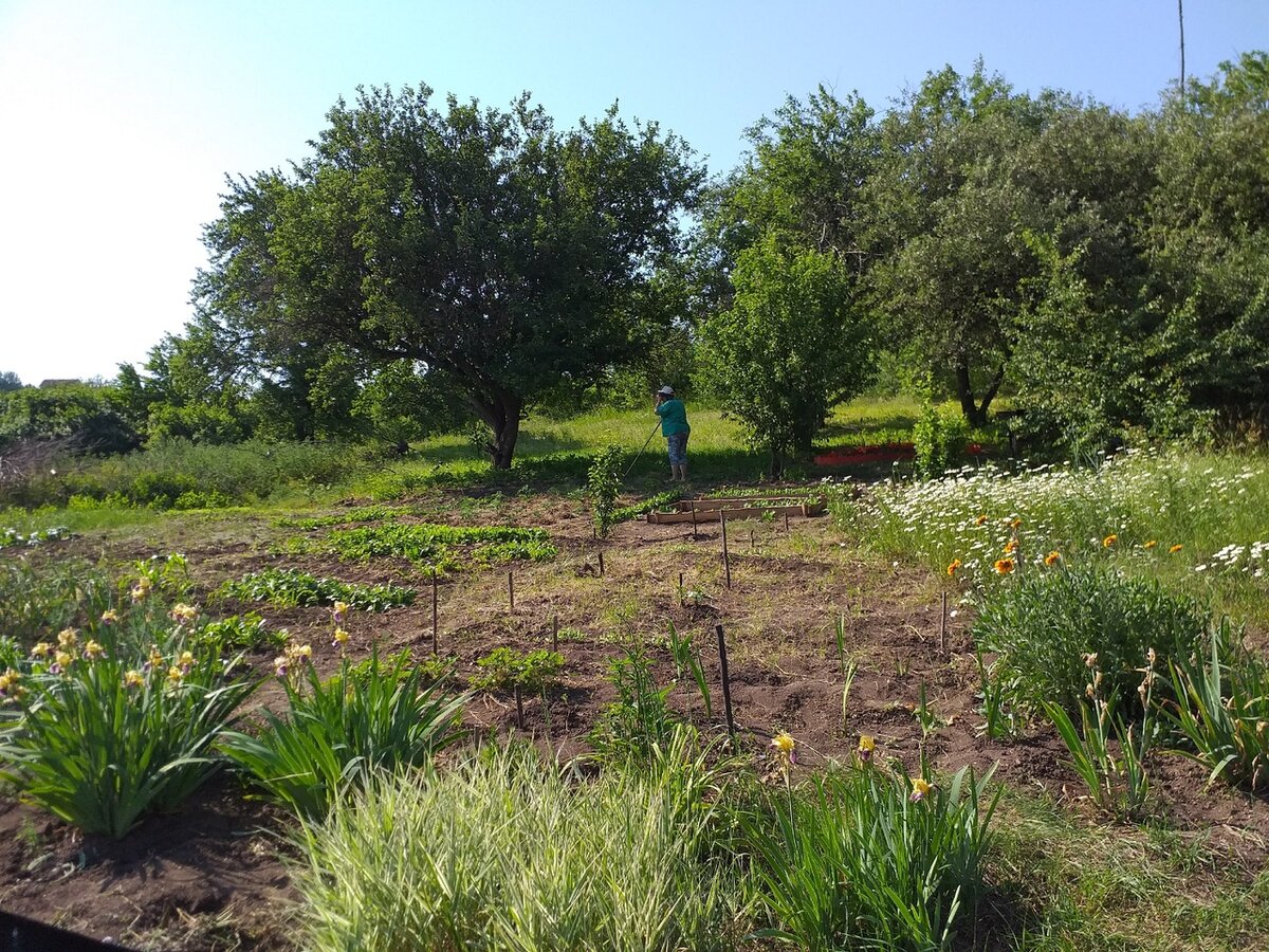 Яблони в начале лета