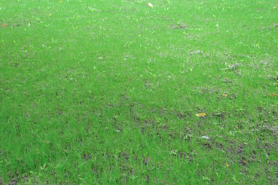 Сколько всходит газонная трава после посева весной. Картинка газон после вертикуляции. Всходы газонной травы после посева. Трава после сеноворошилки.