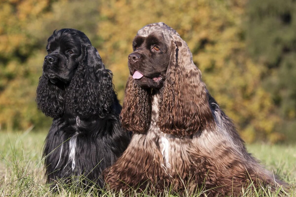 Источник https://saperamarket.biz/divus7/kilemba-cocker-spaniels.html