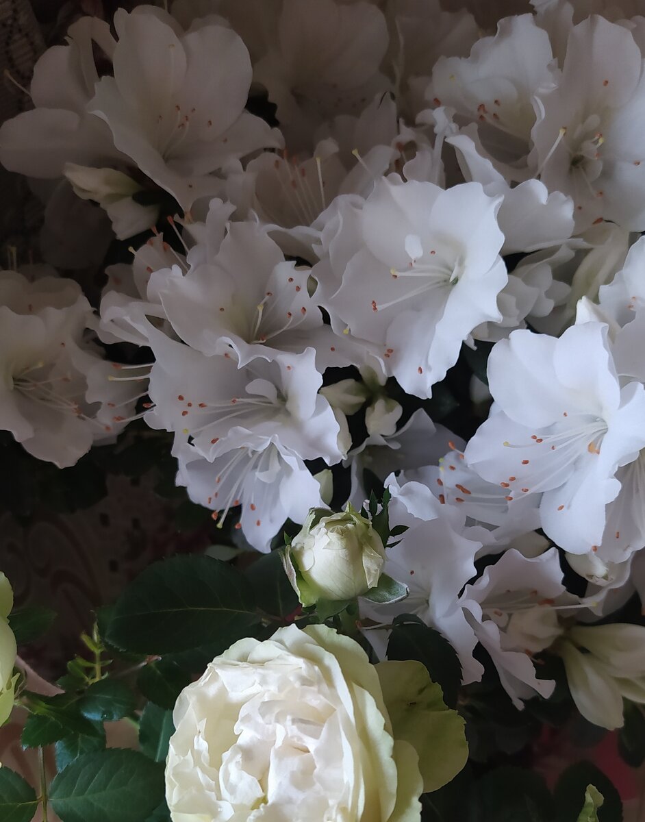 Эти цветы тебе:)