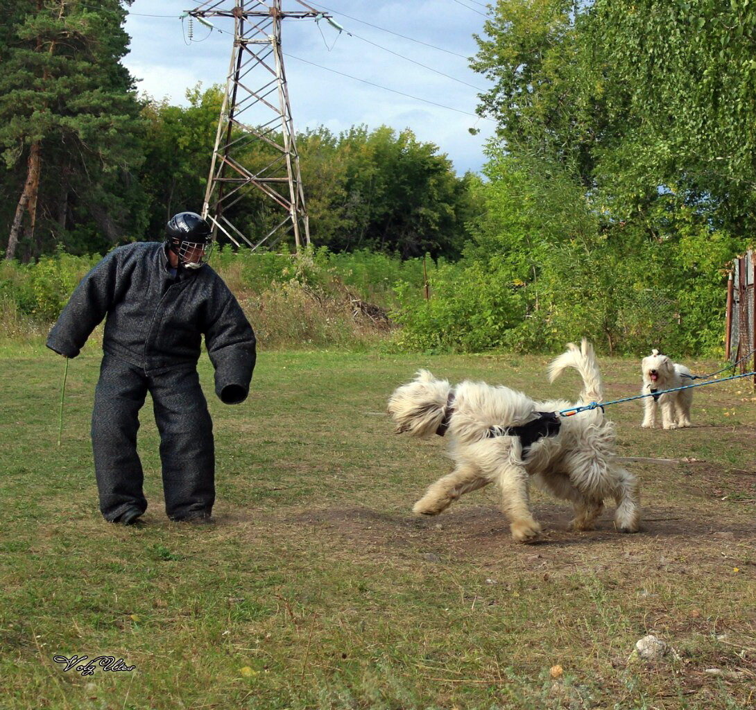 Волжский питомник сайт