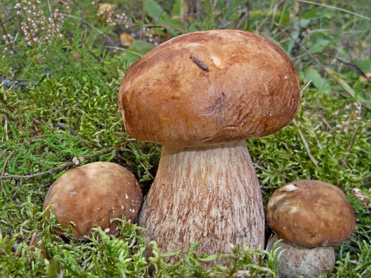 боровик сетчатый дубовый. боровик сетчатый съедобный гриб. гриб с зеленой шляпкой и коричневой ножкой. дубовый гриб. млечник ароматный.