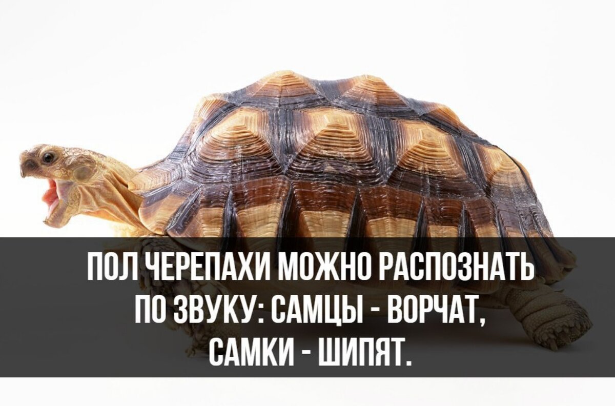 Иллюстрация из Яндекс.Картинки