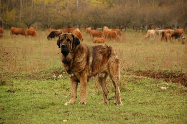 Испанский мастиф Madruga de los Zumbos 