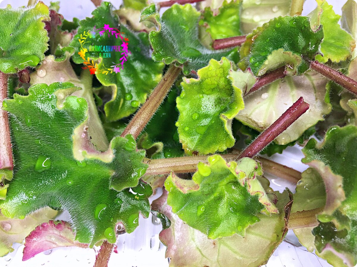 5 из них я поставила на укоренение в водичку.