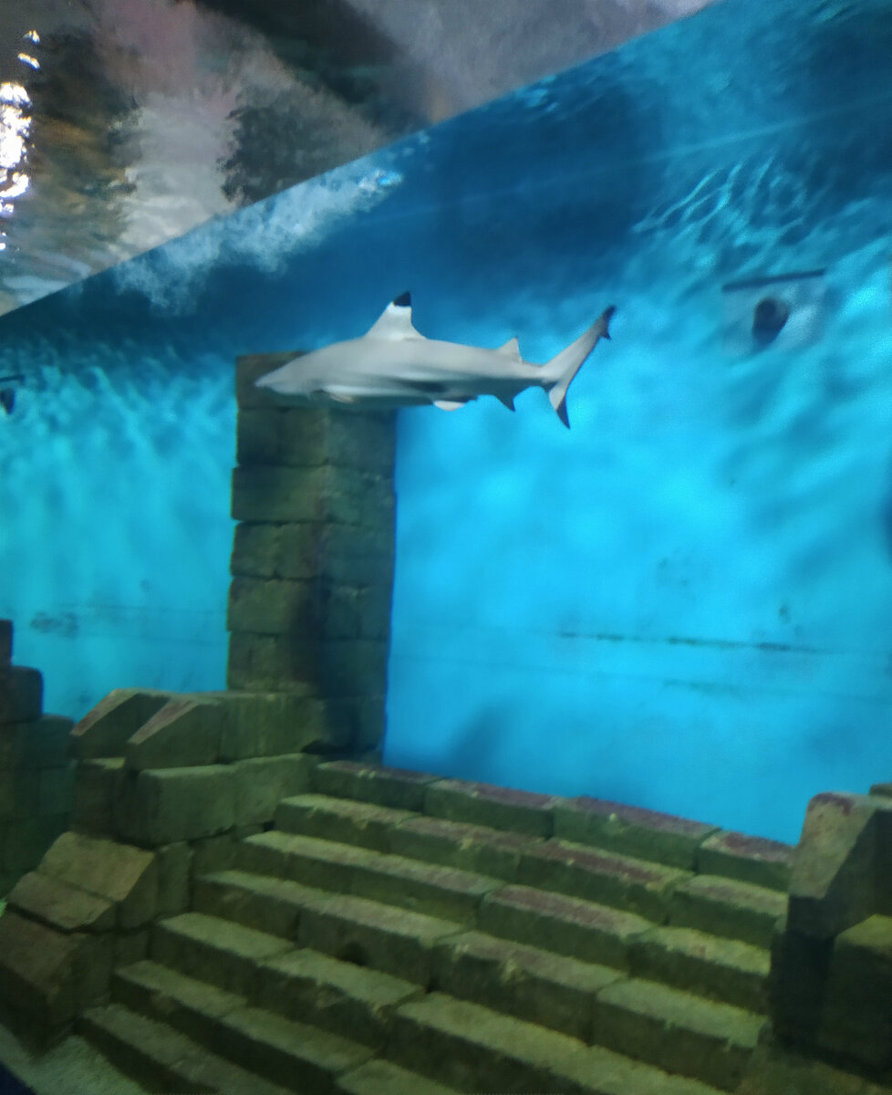 Океанариум, oceanarium, City of Kazan, Mazita Gafuri Street, 46 - Yandex Maps