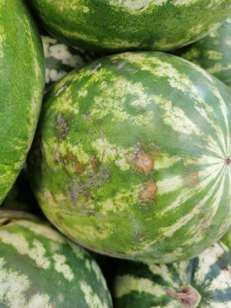 Пример ужасного арбуза