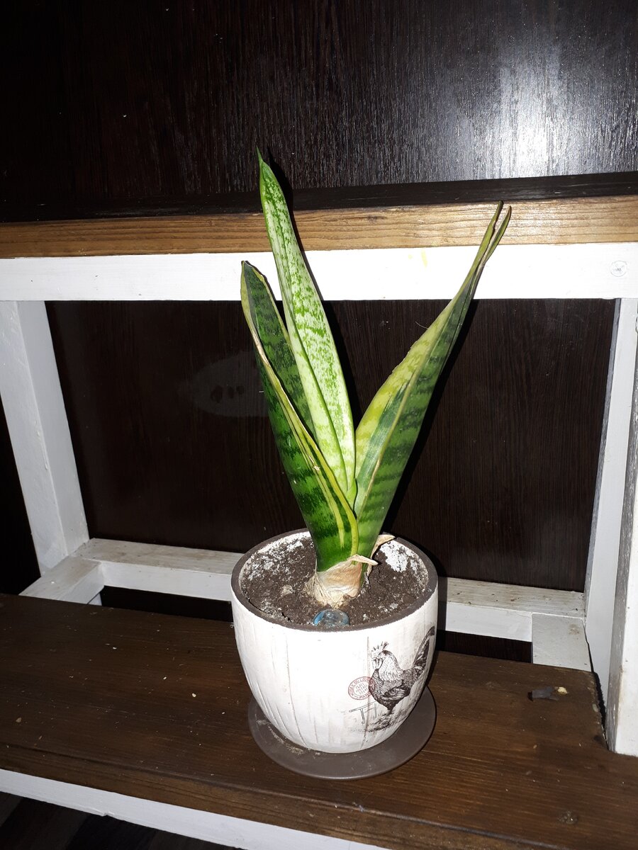 Сансевиерия 