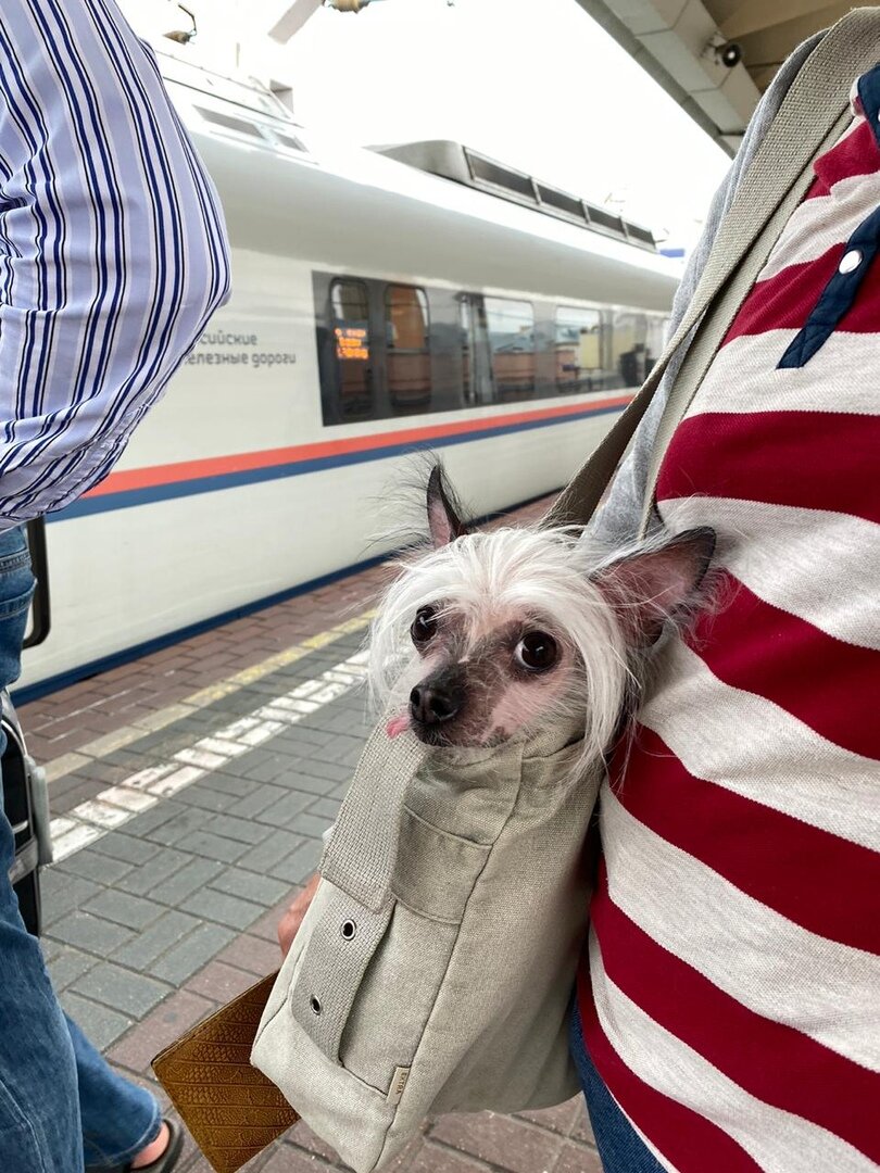 Фото мое и собачка тоже моя)