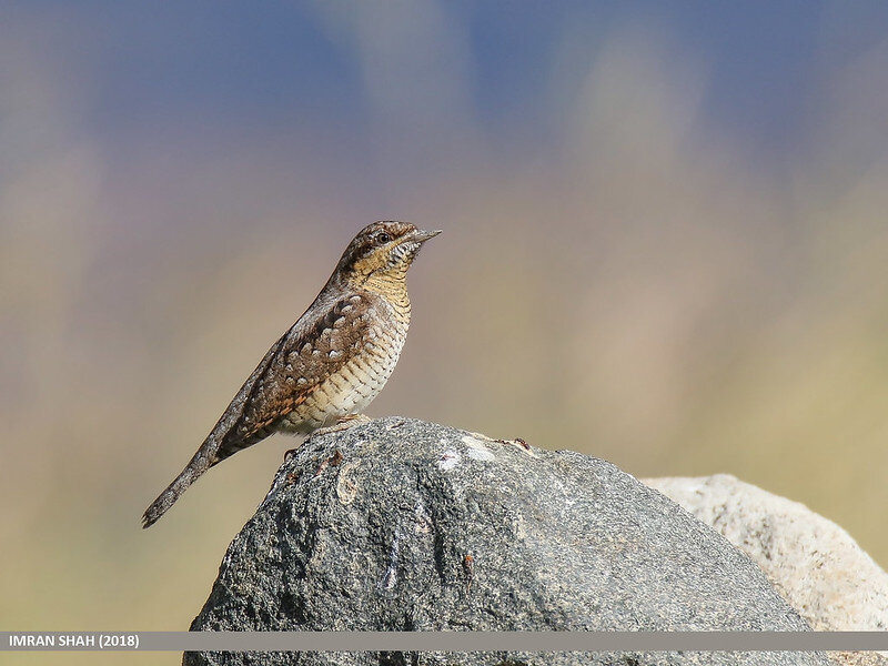 Вертишейка. Фото Imran Shah (flickr.com)