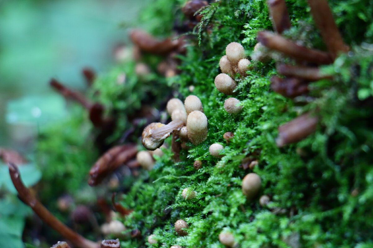 Маленькие опята