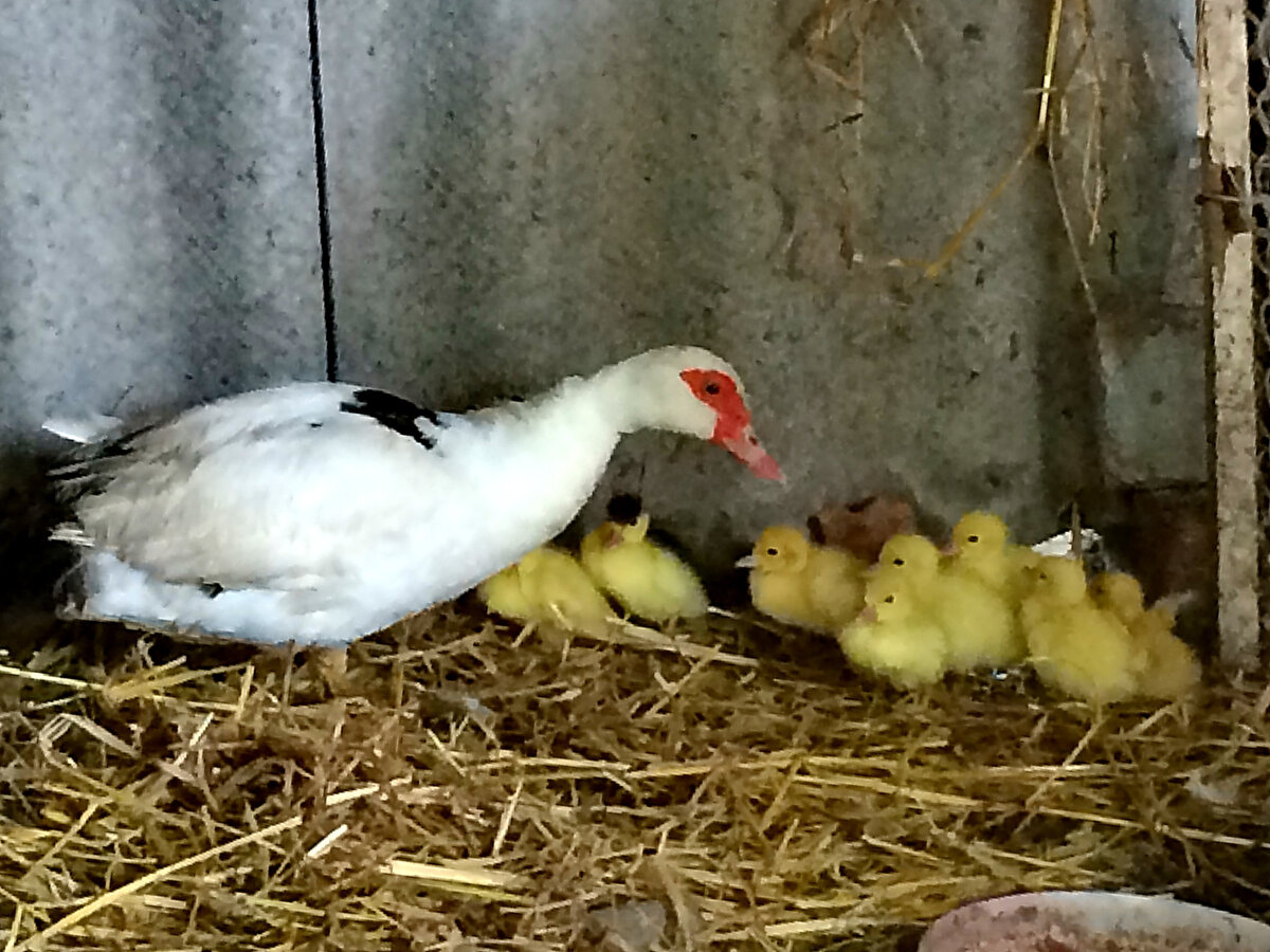Индоутка с суточными утятами.
