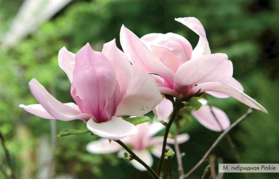 Магнолия гибридная Pinkie