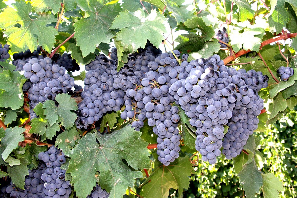Андалузия сорт винограда