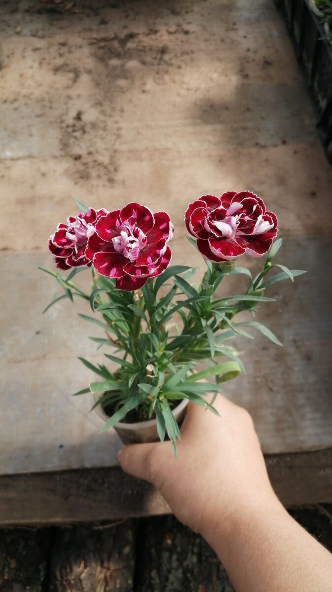 Гвоздика садовая Капитан Магелан