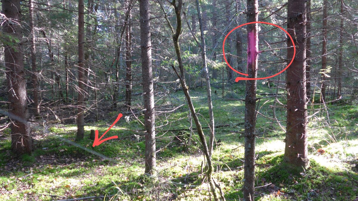 дерево и ниточка. ориентирование по квартальным столбам в лесу. метки на деревьях в лесу. медвежьи отметины на дереве. поваленное дерево.