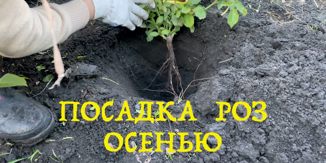 Посадка роз осенью