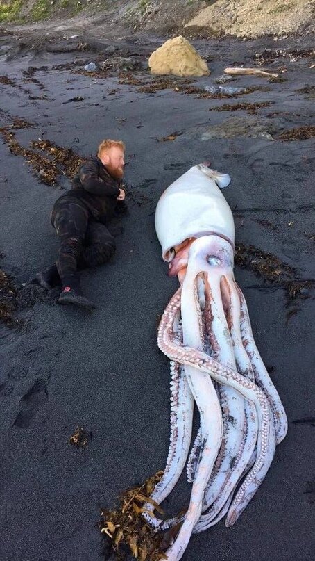 Небольшой экземпляр архитеутиса — 4.2 метра