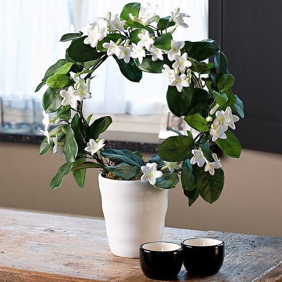 instagram.comflowers97proma