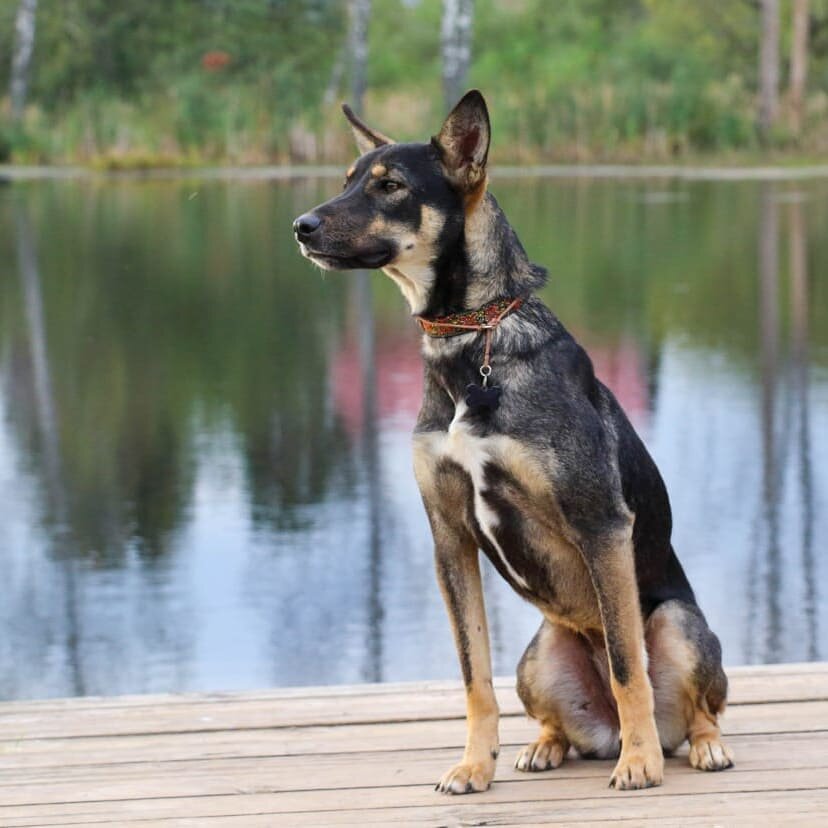 Венечка, как и все собаки, со своим характером, со своими принципами. Если некоторые закрыты, до них не достучаться, другие открыты, как детская книжка с большим буквами. Венечка открыта для всех, от совсем маленьких до очень взрослых. 