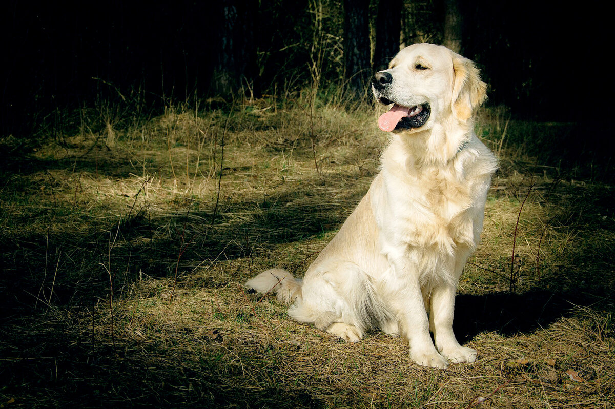 Имена для золотистого ретривера. Клички для золотистого ретривера. Золотистый ретривер фото щенки. Клички золотистого ретривера девочек. Золотистый ретривер.