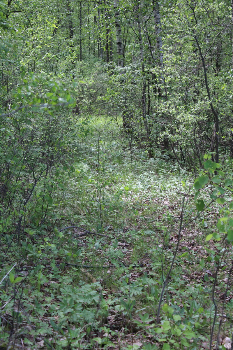 Лес в Калужской области.