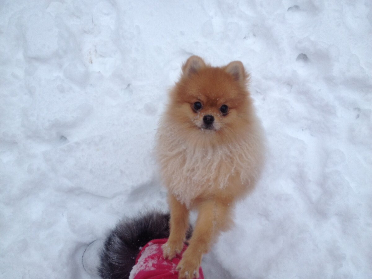 Амелия Розовый Аромат🌸моя первая шпицедевочка💖 Я понимала, что мне нужна небольшая собака, умная, веселая и конечно же, по моему мнению, красивая🌟 Определилась, это был ПОМЕРАНСКИЙ ШПИЦ!  Я делала все правильно, начала много, очень много читать про эту породу, книги, особенно форумы, мне то они и помогли! Вроде все понимала, стандарт породы, особенности, но для меня было слишком много информации) Понимала одно, что у щенка не должно быть родника, зубки должны быть 6 на 6 это резцы, прикус ножницеобразный, ну а рост... рост тут как повезёт! 