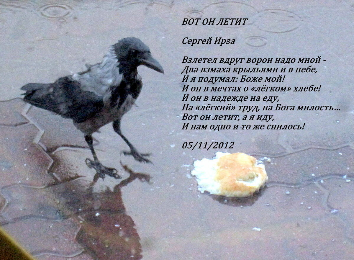 Черная ворона стихи