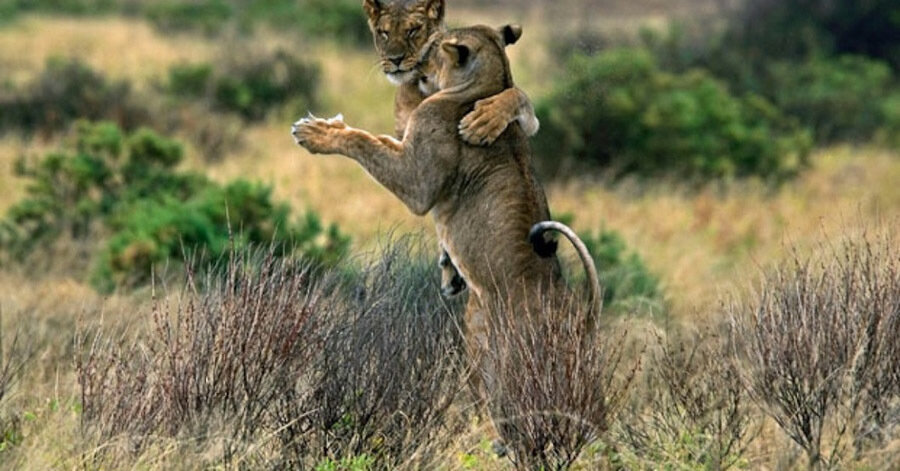 Картинка из интернета