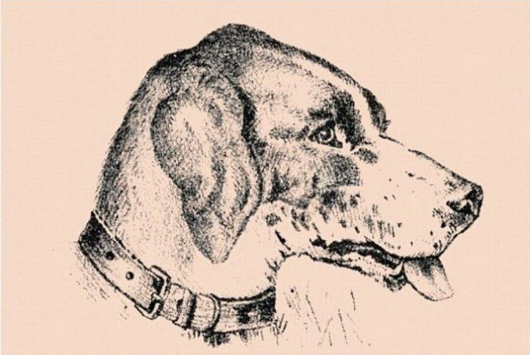                            Где хозяина собаки? 