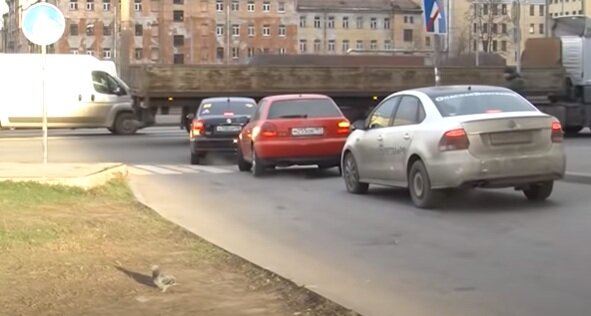 Некоторые водители включают левый поворотник при движении вправо. Скриншот из видео. Используется и распространяется бесплатно по лицензии https://www.youtube.com/t/terms
