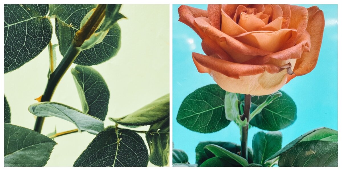 Слева фон из жёлтой папки, справа — голубой. Для наглядности итога фото отредактированы