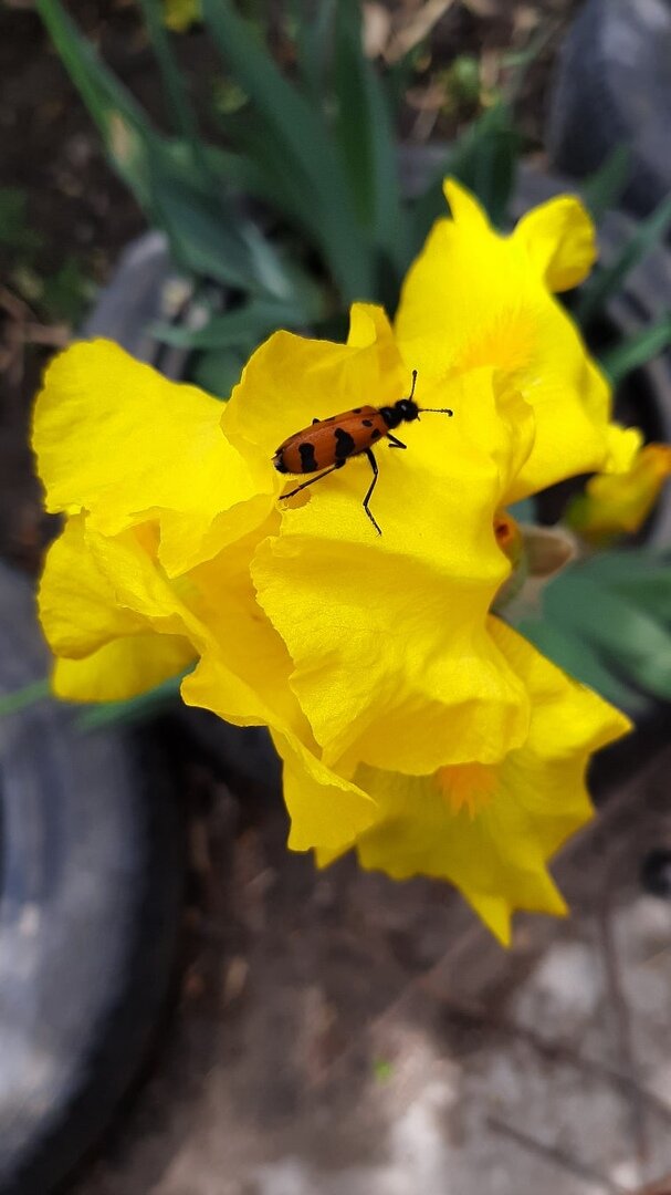 жук-нарывник на ирисе