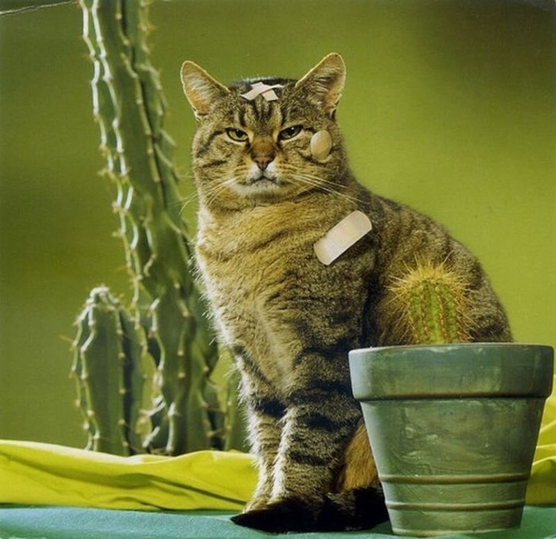 фото использовано в качестве иллюстрации. Источник "Яндекс.Картинки"