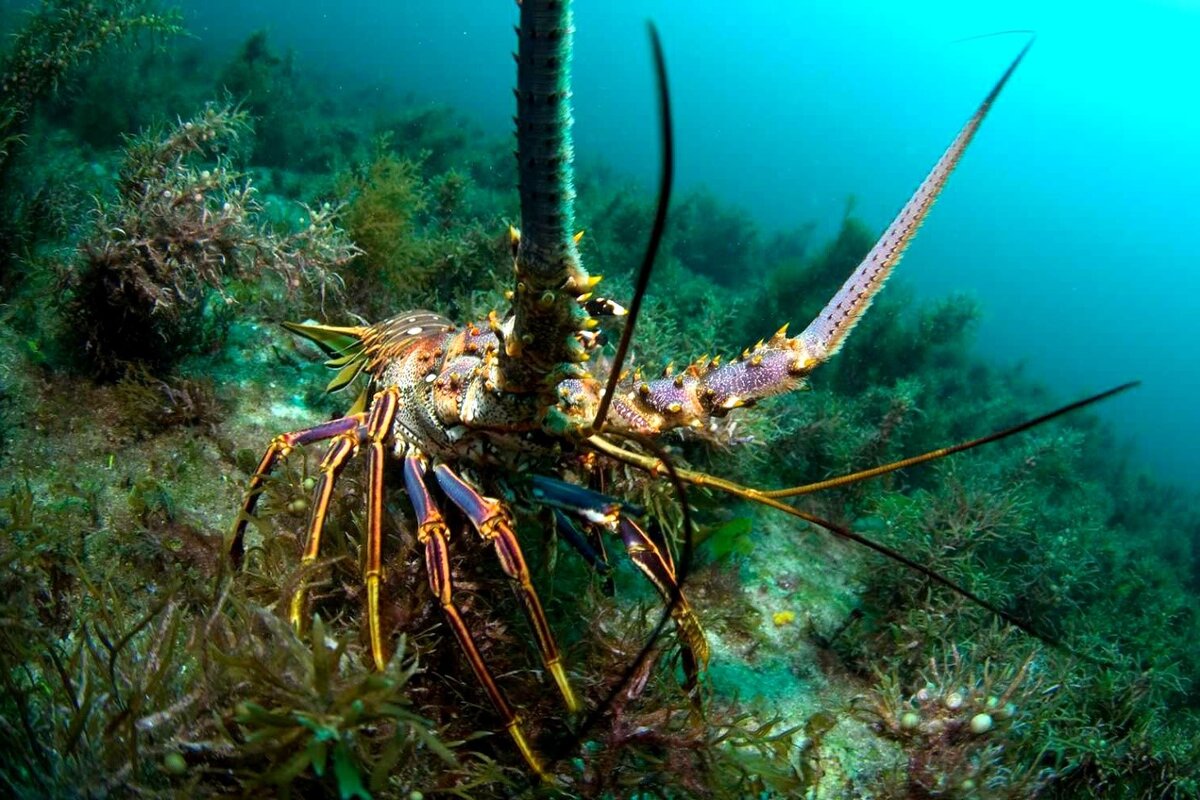 Фото лангуста морского. Калифорнийский лангуст. Карибский колючий лангуст. Лангусты ракообразные. Флоридский лангуст.