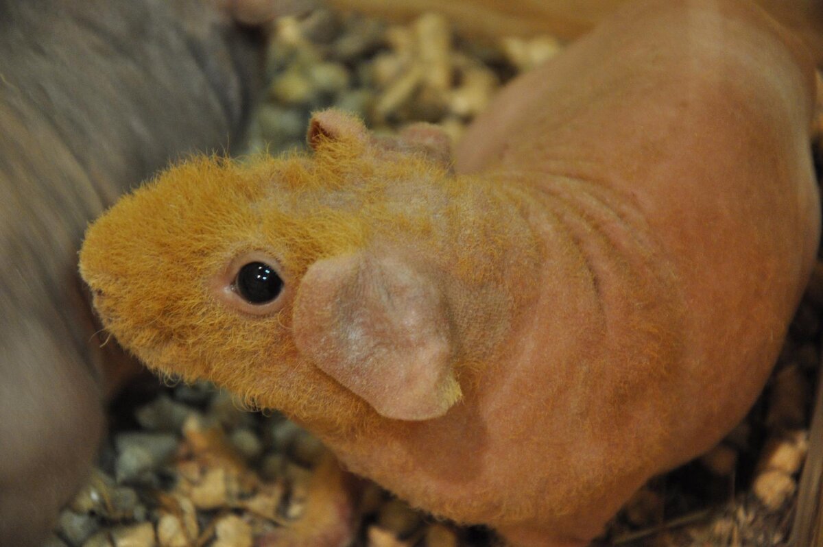 Эти глазки. Фото автора.